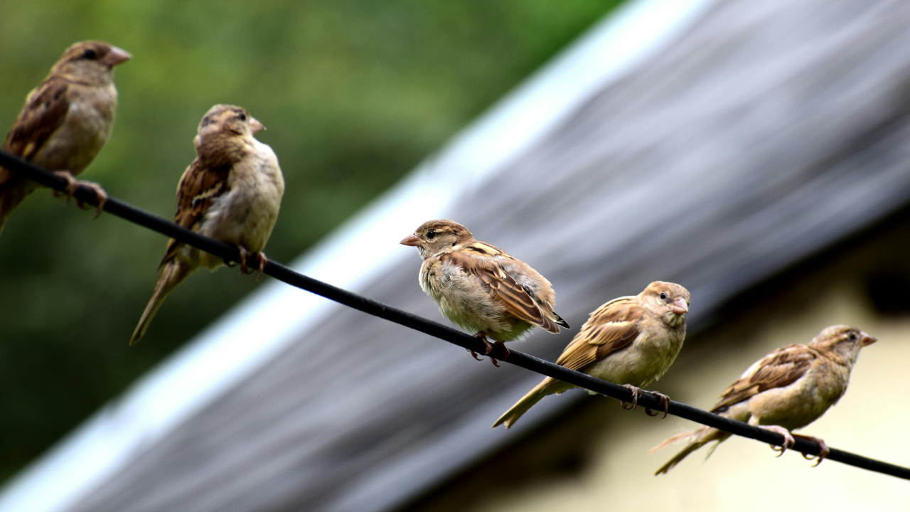 Воробьи сидят на проводе