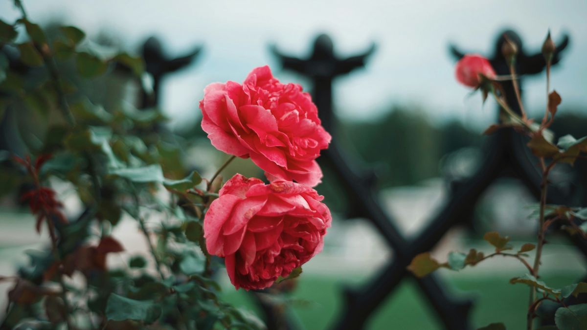 Цветущие розы