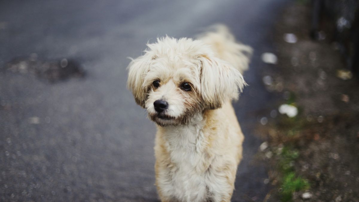 Белый щенок