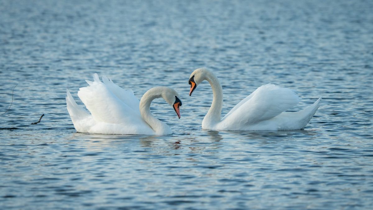 Два белых лебедя на воде