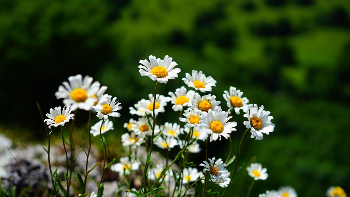 Ромашки