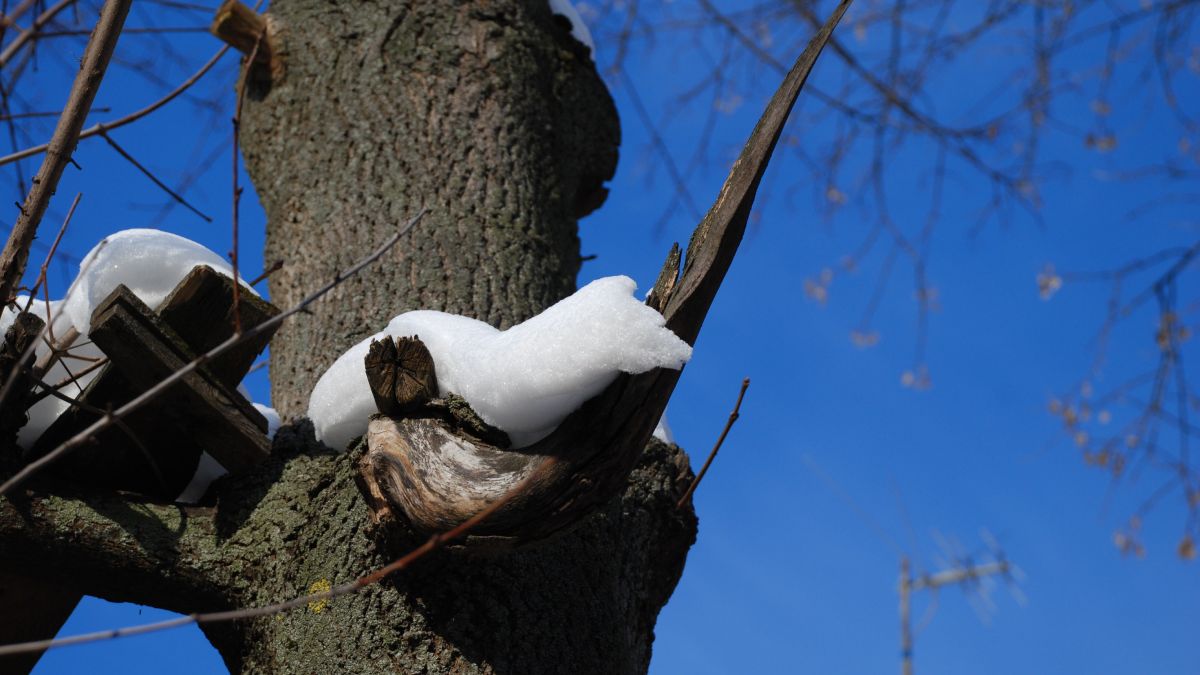 Снег на дереве