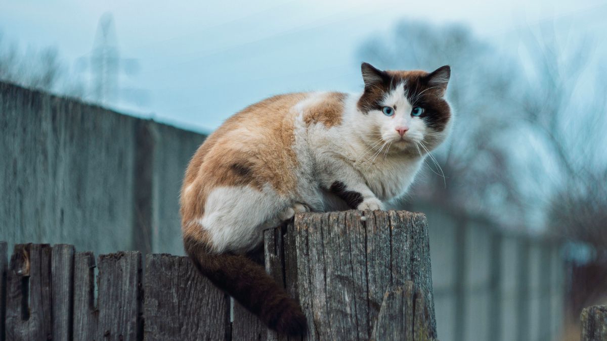 Кошка сидит на столбе