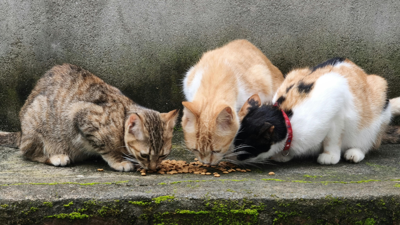 Уличные кошки едят сухой корм