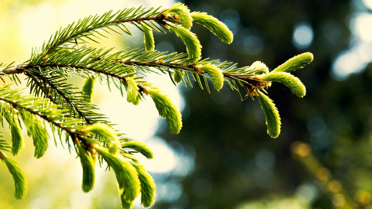 Еловые побеги