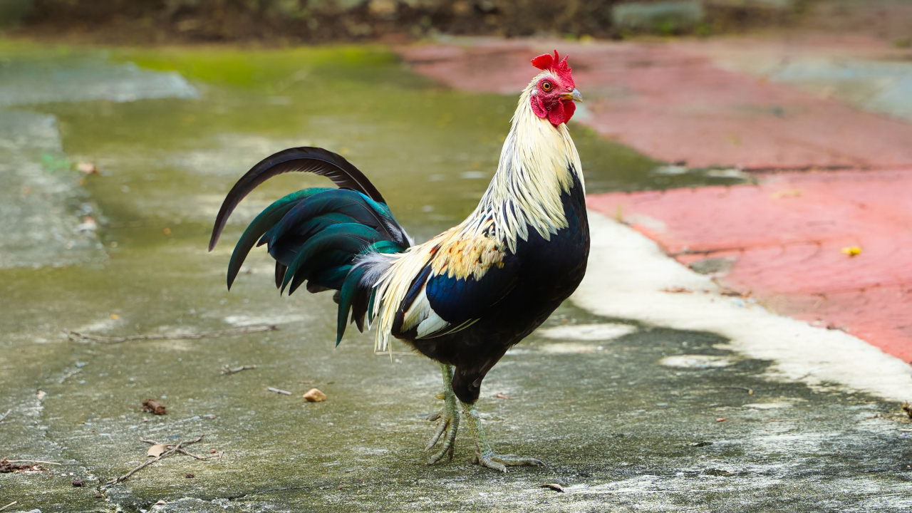Петушок